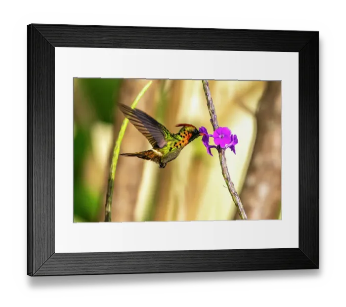 Framed Print : Trinidad. Tufted coquette hummingbird feeding on vervain flower Framed Print : Trinidad. Tufted coquette hummingbird feeding on vervain flower