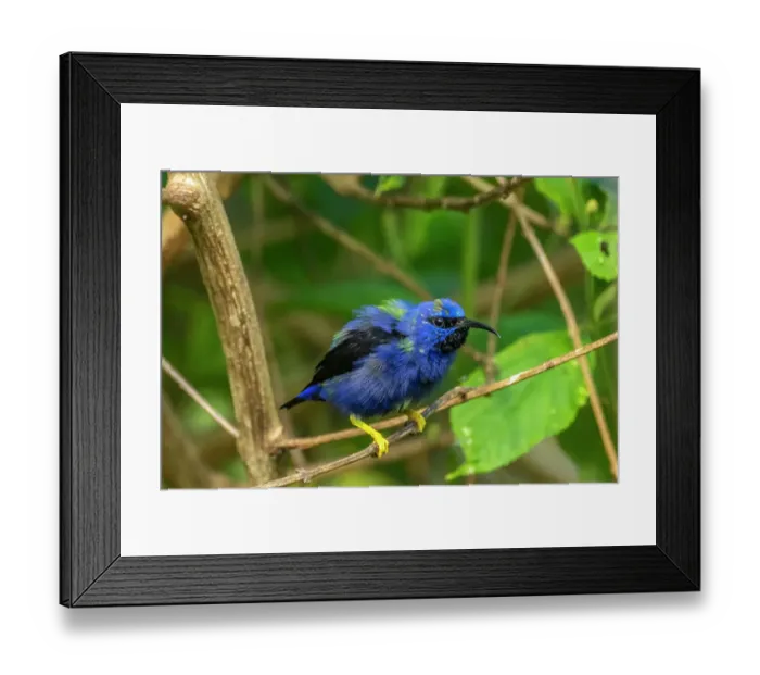Framed Print : Trinidad. Purple honeycreeper male in Yerette refuge Framed Print : Trinidad. Purple honeycreeper male in Yerette refuge