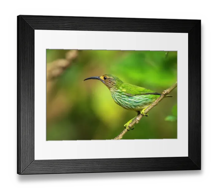 Framed Print : Trinidad. Purple honeycreeper female in Yerette refuge Framed Print : Trinidad. Purple honeycreeper female in Yerette refuge