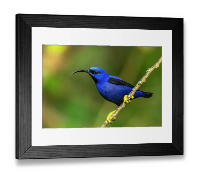 Framed Print : Trinidad. Purple honeycreeper male in Yerette refuge Framed Print : Trinidad. Purple honeycreeper male in Yerette refuge