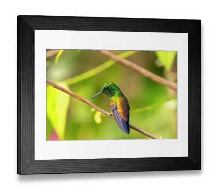Framed Print : Trinidad. Copper-rumped hummingbird in Yerette refuge Framed Print : Trinidad. Copper-rumped hummingbird in Yerette refuge