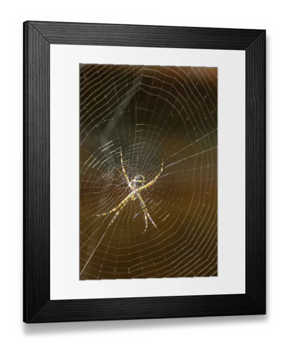 Framed Print : Trinidad. Orb weaver spider and web in Yerette Framed Print : Trinidad. Orb weaver spider and web in Yerette