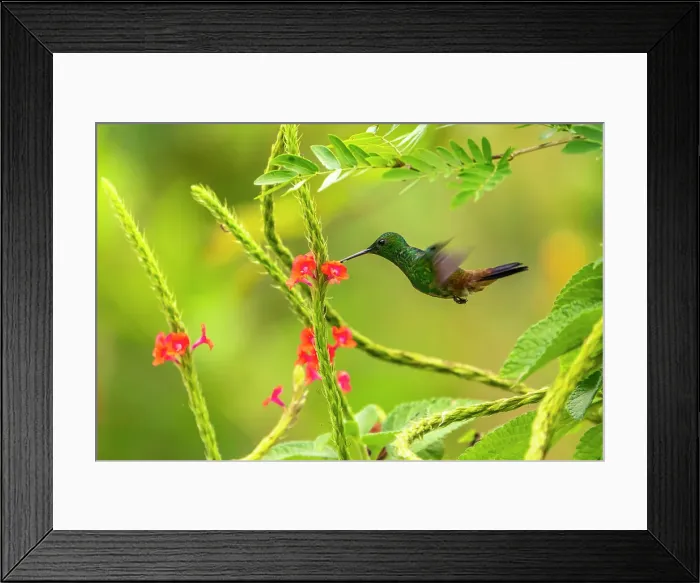 Framed Print : Trinidad. Copper-rumped hummingbird feeding on flowers Framed Print : Trinidad. Copper-rumped hummingbird feeding on flowers