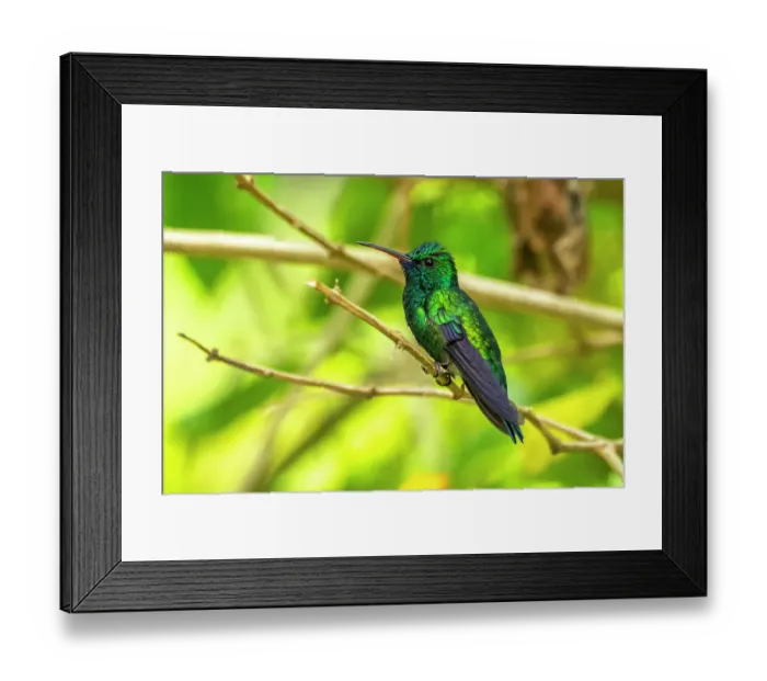 Framed Print : Trinidad. Blue-chinned sapphire hummingbird in Yerette refuge