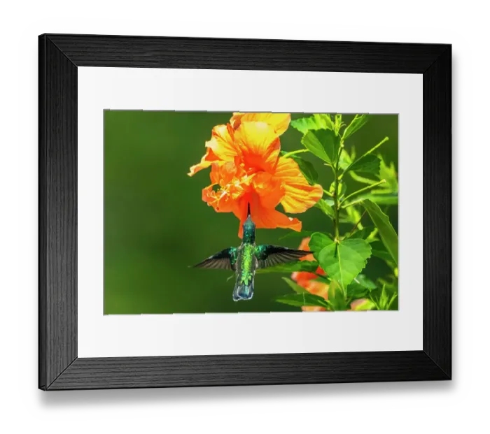 Framed Print : Trinidad. White-necked Jacobin hummingbird feeding on hibiscus flower Framed Print : Trinidad. White-necked Jacobin hummingbird feeding on hibiscus flower