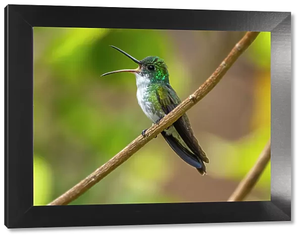 Trinidad. White-chested emerald hummingbird singing