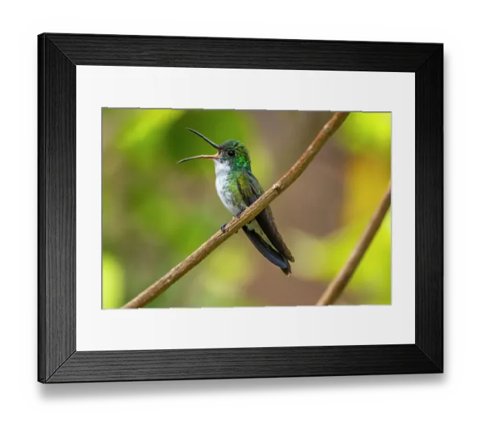 Framed Print : Trinidad. White-chested emerald hummingbird singing Framed Print : Trinidad. White-chested emerald hummingbird singing