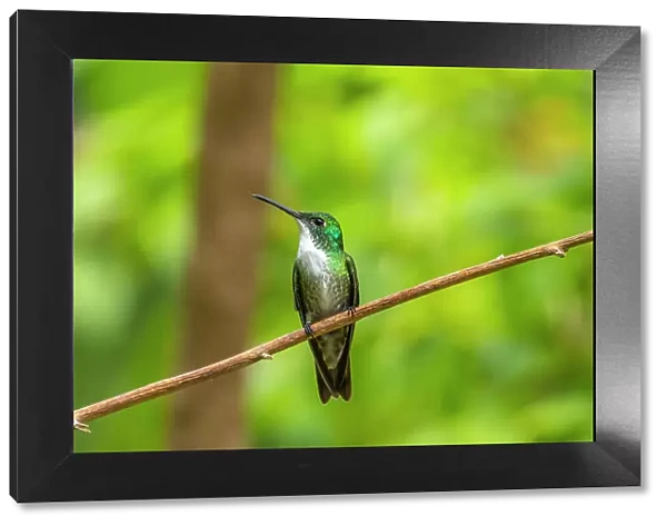 Trinidad. White-chested emerald hummingbird on limb