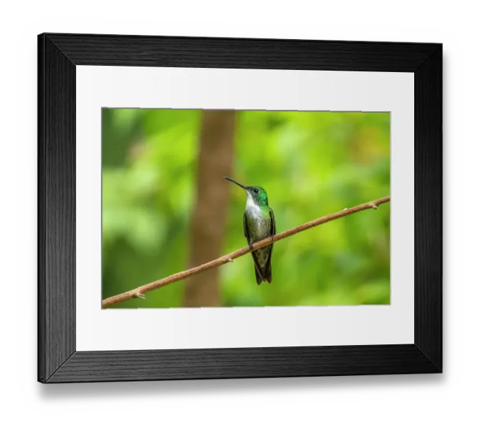 Framed Print : Trinidad. White-chested emerald hummingbird on limb