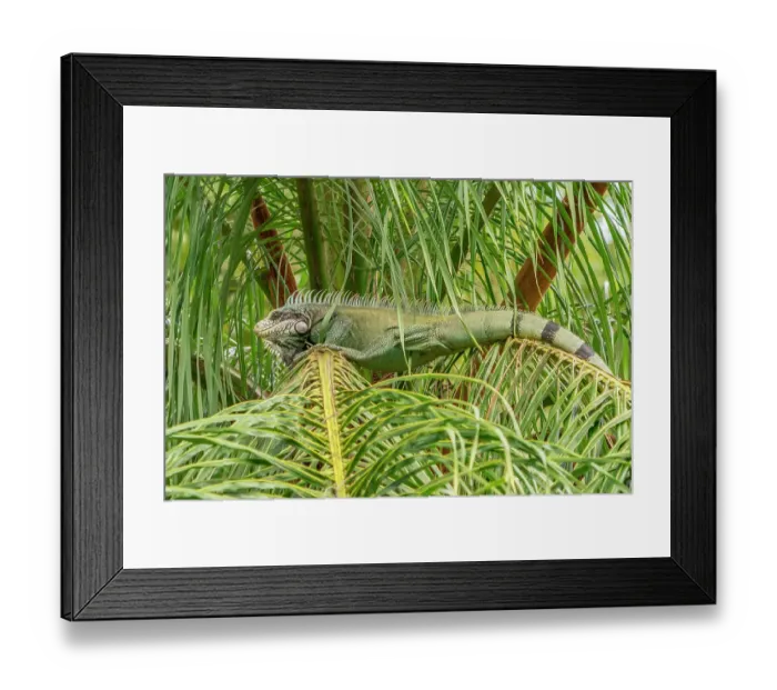 Framed Print : Trinidad. Green iguana in palm tree in Yerette refuge Framed Print : Trinidad. Green iguana in palm tree in Yerette refuge