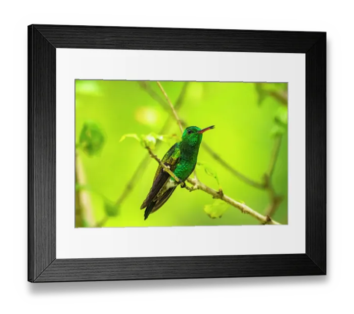 Framed Print : Trinidad. Copper-rumped hummingbird in Yerette refuge