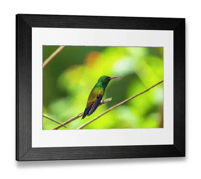 Framed Print : Trinidad. Copper-rumped hummingbird in Yerette refuge Framed Print : Trinidad. Copper-rumped hummingbird in Yerette refuge