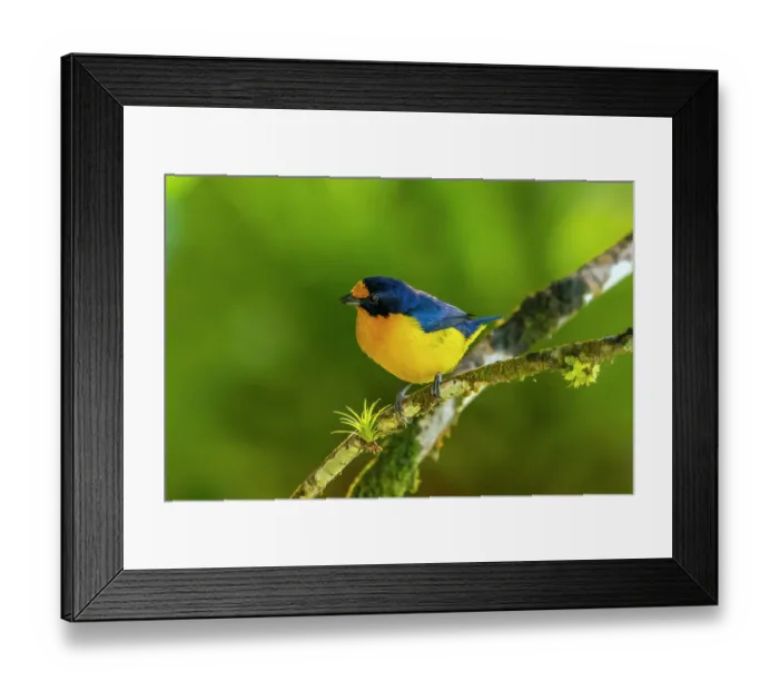 Framed Print : Trinidad. Violaceous euphonia bird close-up Framed Print : Trinidad. Violaceous euphonia bird close-up