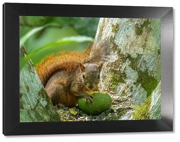 Trinidad. Close-up of red-tailed squirrel in tree eating fruit