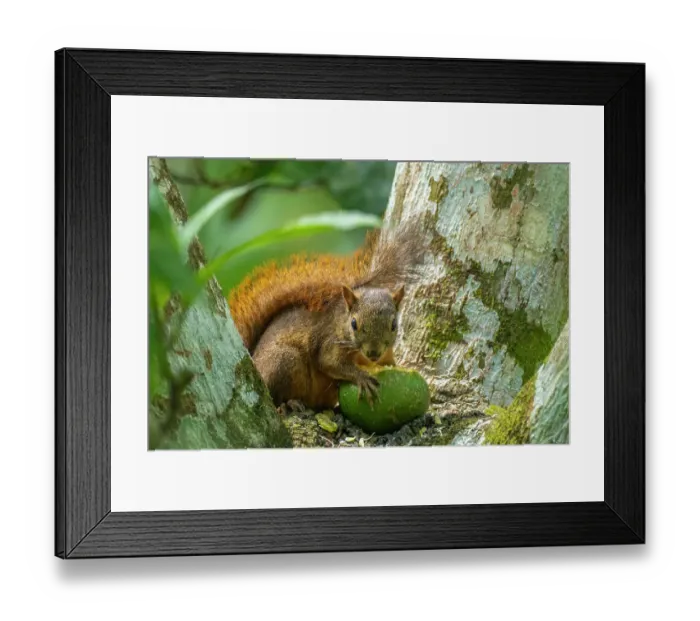 Framed Print : Trinidad. Close-up of red-tailed squirrel in tree eating fruit Framed Print : Trinidad. Close-up of red-tailed squirrel in tree eating fruit