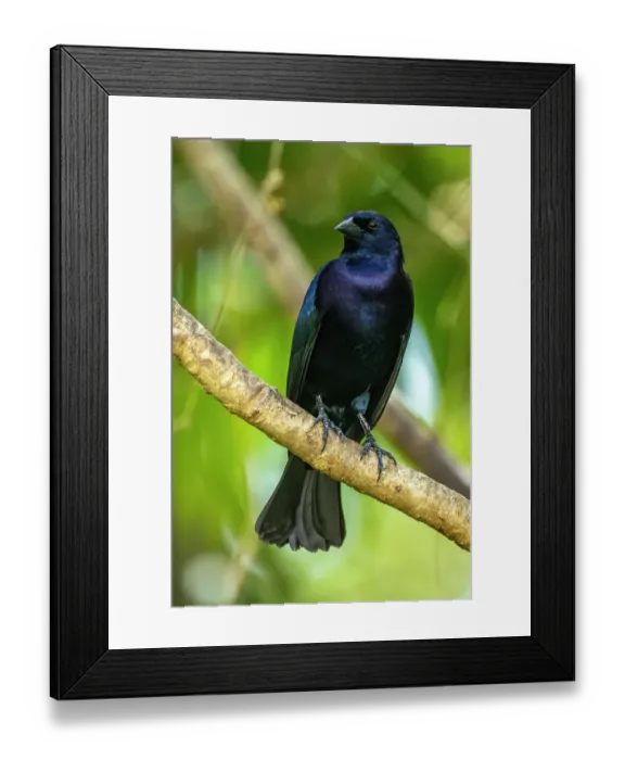 Framed Print : Trinidad. Close-up of shiny cowbird on limb Framed Print : Trinidad. Close-up of shiny cowbird on limb