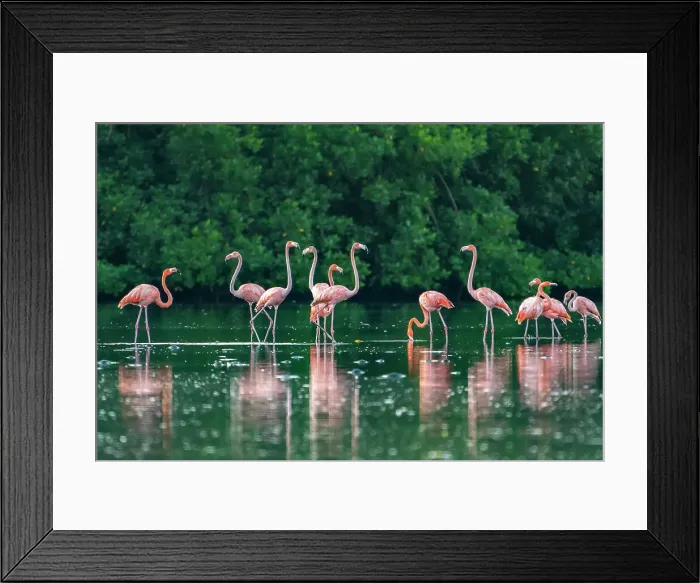Framed Print : Trinidad, Caroni Swamp. American flamingos feeding