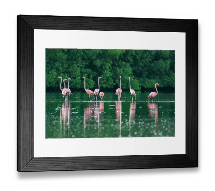 Framed Print : Trinidad, Caroni Swamp. American flamingos feeding