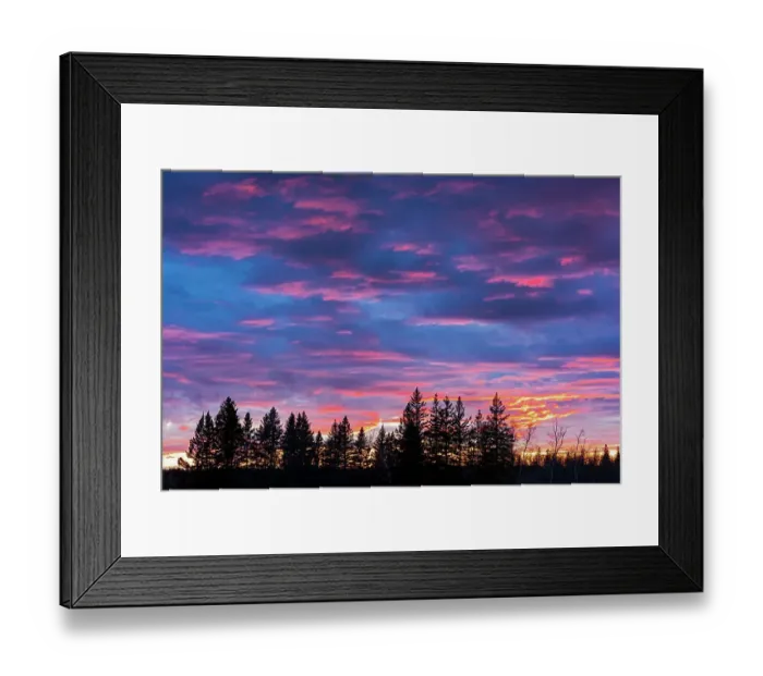 Framed Print : Canada, Manitoba, Birds Hill Provincial Park. Sunset silhouettes evergreen trees