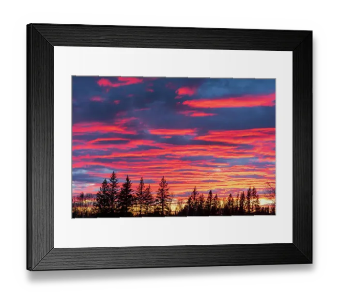 Framed Print : Canada, Manitoba, Birds Hill Provincial Park. Sunset silhouettes evergreen trees Framed Print : Canada, Manitoba, Birds Hill Provincial Park. Sunset silhouettes evergreen trees