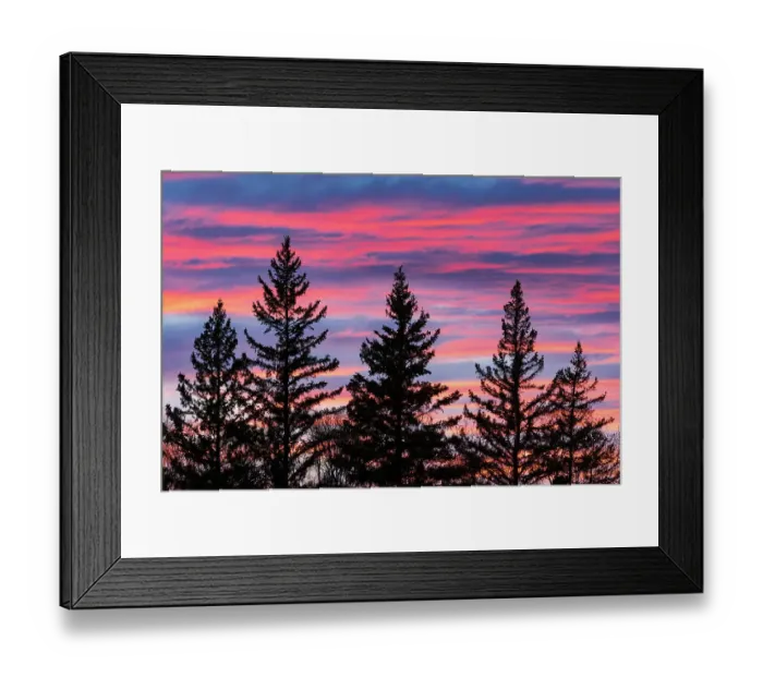 Framed Print : Canada, Manitoba, Birds Hill Provincial Park. Sunset silhouettes evergreen trees Framed Print : Canada, Manitoba, Birds Hill Provincial Park. Sunset silhouettes evergreen trees