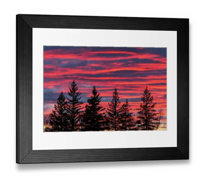 Framed Print : Canada, Manitoba, Birds Hill Provincial Park. Sunset silhouettes evergreen trees Framed Print : Canada, Manitoba, Birds Hill Provincial Park. Sunset silhouettes evergreen trees