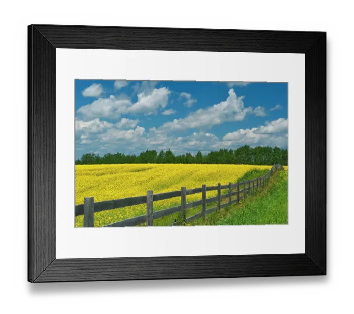 Framed Print : Canada, Ontario, New Liskeard. Yellow canola crop and wooden fence Framed Print : Canada, Ontario, New Liskeard. Yellow canola crop and wooden fence