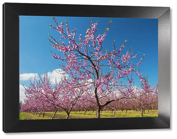 Canada, Ontario, Grimsby. Peach orchard in bloom