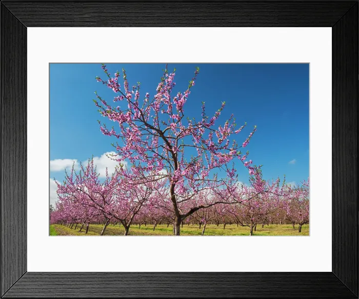 Framed Print : Canada, Ontario, Grimsby. Peach orchard in bloom Framed Print : Canada, Ontario, Grimsby. Peach orchard in bloom