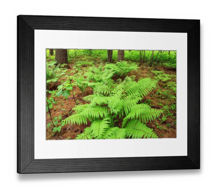 Framed Print : Canada, Ontario, Bourget. Cinnamon ferns in forest Framed Print : Canada, Ontario, Bourget. Cinnamon ferns in forest