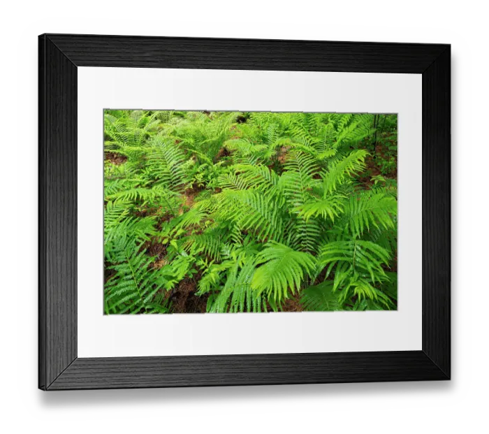 Framed Print : Canada, Ontario, Bourget. Cinnamon ferns in forest Framed Print : Canada, Ontario, Bourget. Cinnamon ferns in forest