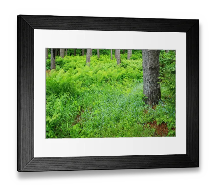 Framed Print : Canada, Ontario, Bourget. Cinnamon ferns in forest Framed Print : Canada, Ontario, Bourget. Cinnamon ferns in forest