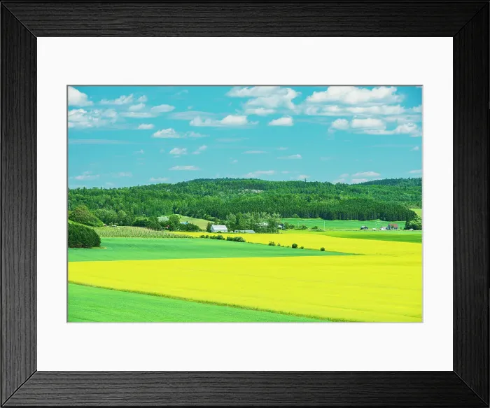 Framed Print : Canada, Quebec, St-Bruno-de-Guigues. Yellow canola crops on farm