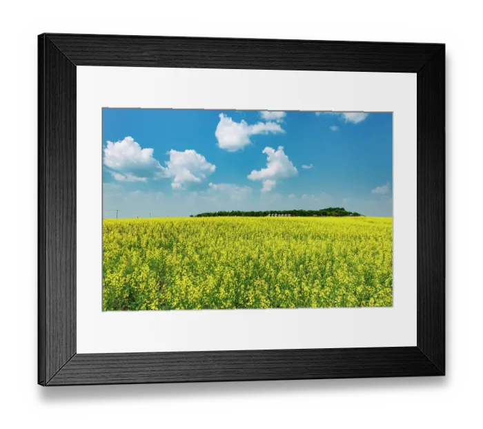 Framed Print : Canada, Saskatchewan, Foam Lake. Field of yellow canola crop on farm Framed Print : Canada, Saskatchewan, Foam Lake. Field of yellow canola crop on farm