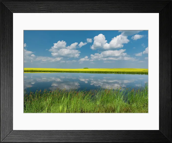 Framed Print : Canada, Saskatchewan, Viscount. Reflection in prairie pond water and canola crop Framed Print : Canada, Saskatchewan, Viscount. Reflection in prairie pond water and canola crop
