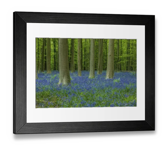 Framed Print : Belgium, Brussels. Hallerbos National Forest with spring bluebells Framed Print : Belgium, Brussels. Hallerbos National Forest with spring bluebells