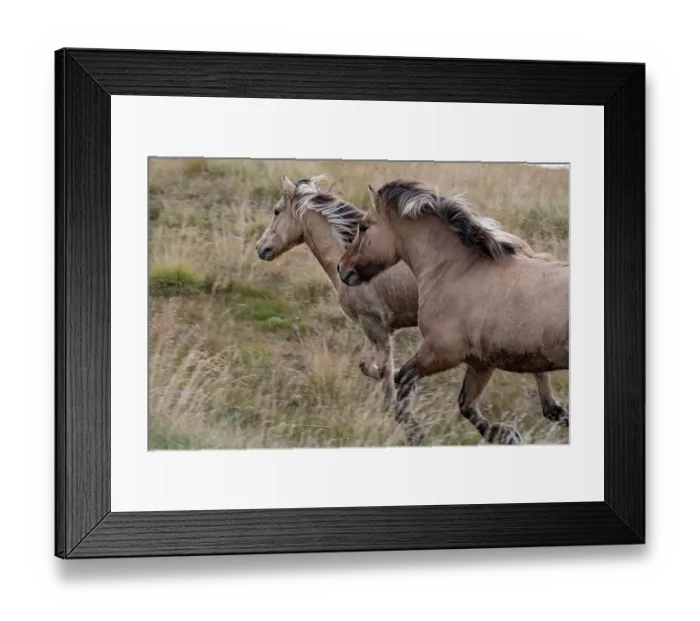 Framed Print : Pair of Icelandic horses run through a nearby field Framed Print : Pair of Icelandic horses run through a nearby field