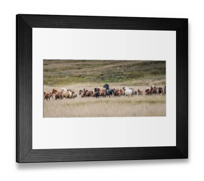 Framed Print : Icelandic horses are some of the most beautiful semi-free horses in the world, a special breed. These are in northwestern Iceland