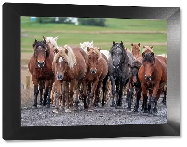 Herd of Icelandic horses travels along a road
