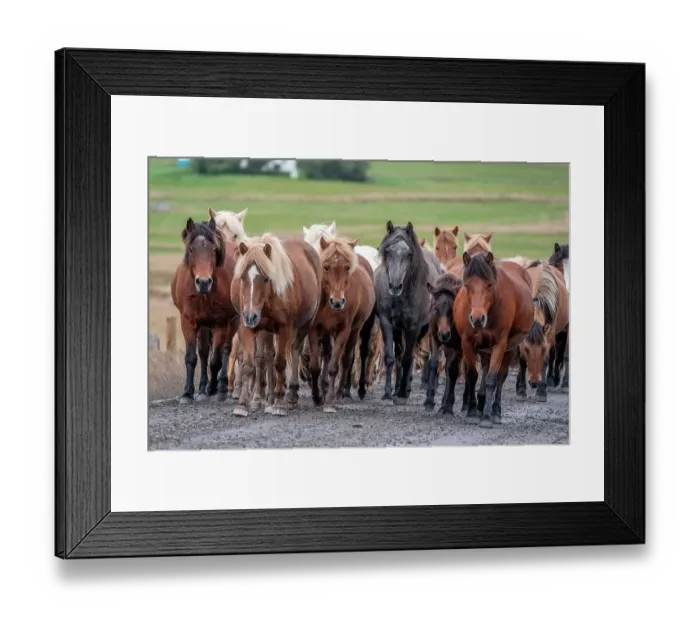 Framed Print : Herd of Icelandic horses travels along a road Framed Print : Herd of Icelandic horses travels along a road