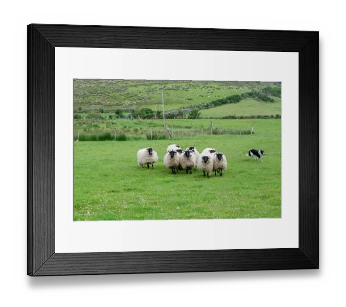 Framed Print : Sheep dog expertly guides sheep in rural County Mayo, Ireland