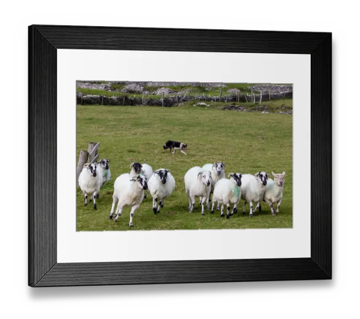 Framed Print : Border collie named Captain herding sheep at Famine Cottages near Dingle, Ireland Framed Print : Border collie named Captain herding sheep at Famine Cottages near Dingle, Ireland