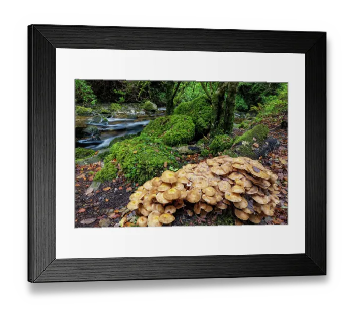 Framed Print : Mushrooms along Torq Creek in Killarney National Park