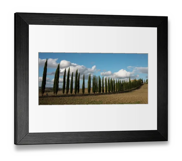 Framed Print : Cyprus trees, Italy Framed Print : Cyprus trees, Italy