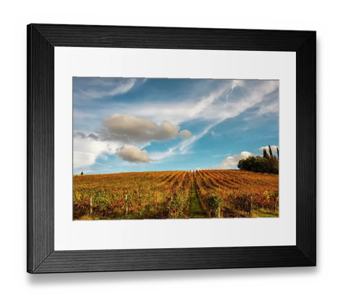 Framed Print : Vineyard in autumn, Italy