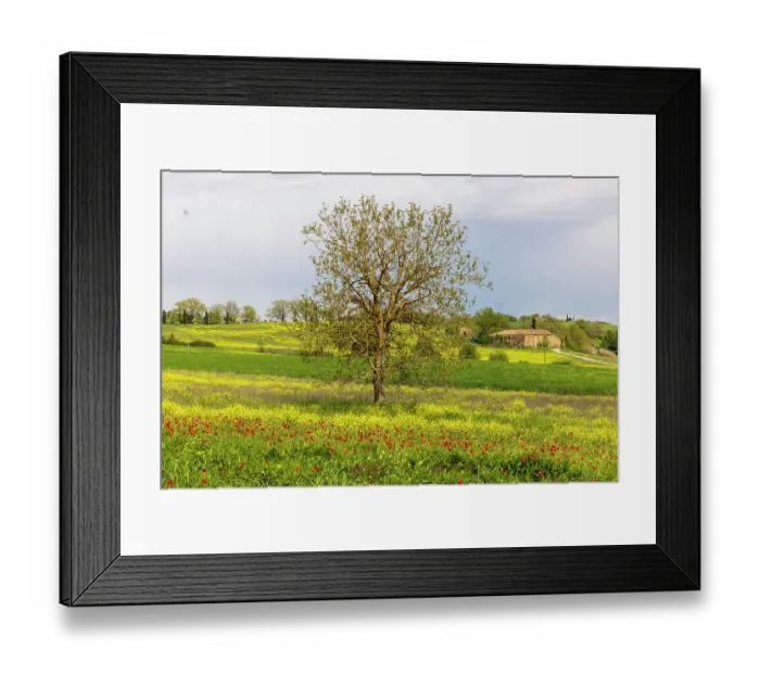 Framed Print : Lonely tree. Tuscan meadow with a farm. Yellow mustard plants and red poppies. Tuscany, Italy