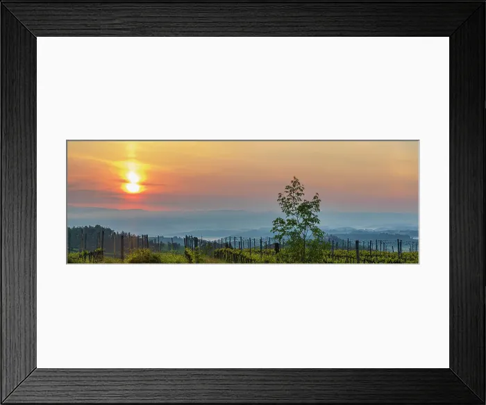 Framed Print : Sunrise over the vineyards of Tuscany. Tuscany, Italy Framed Print : Sunrise over the vineyards of Tuscany. Tuscany, Italy