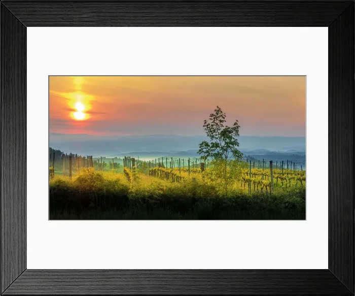 Framed Print : Sunrise over the vineyards of Tuscany. Tuscany, Italy