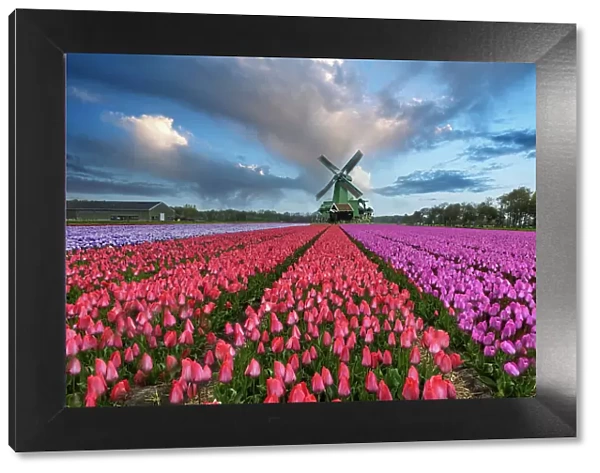 Europe, Holland. Composite of windmill and rows of tulips