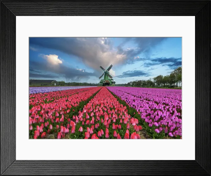 Framed Print : Europe, Holland. Composite of windmill and rows of tulips